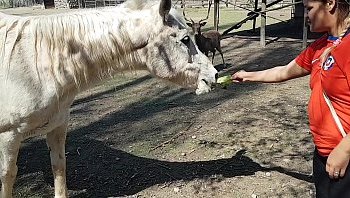 horse girl sax video